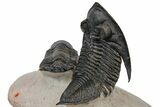 Zlichovaspis & Crotalocephalina Trilobites - Stunning Preparation #126305-10